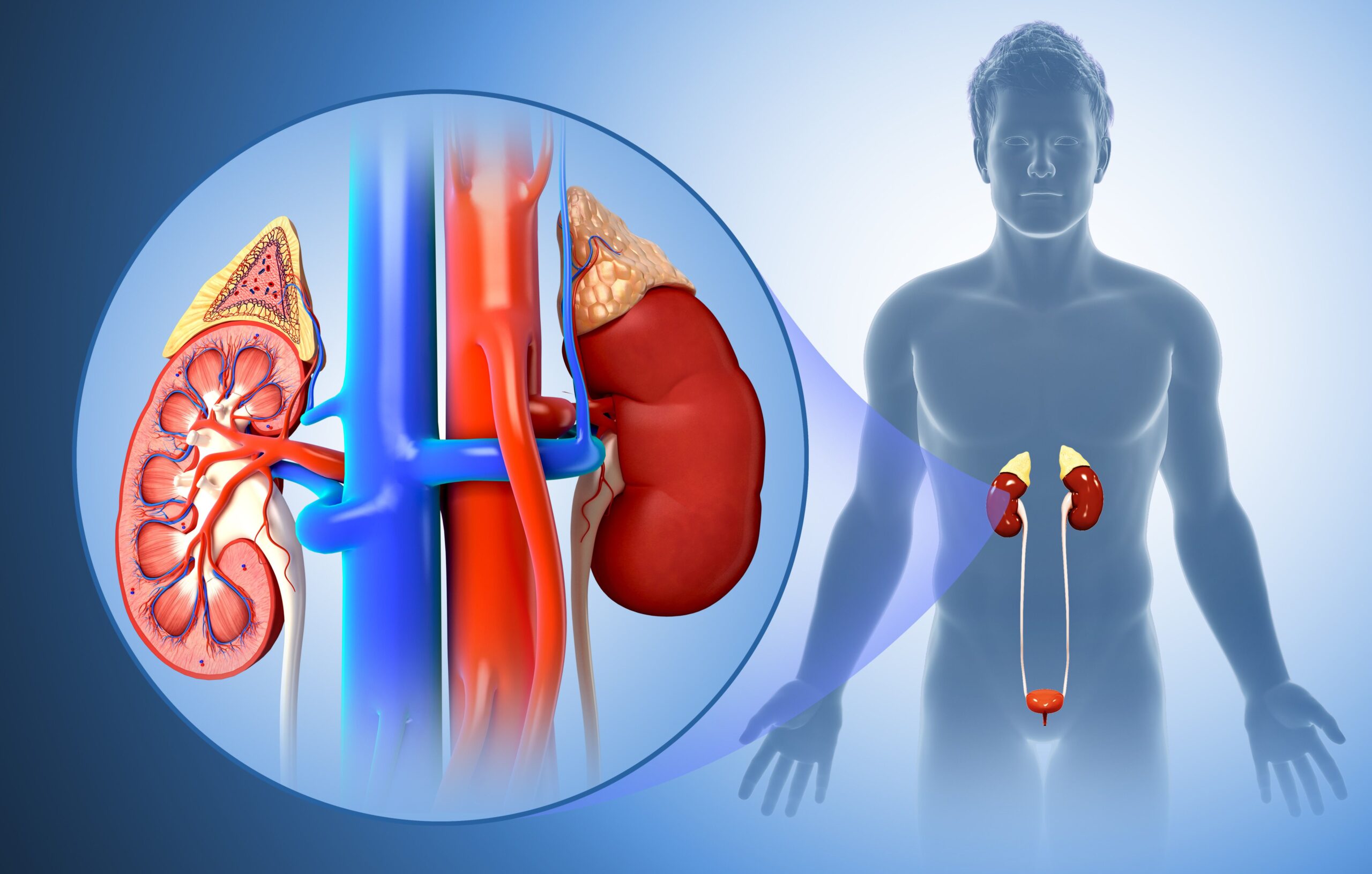 kidney